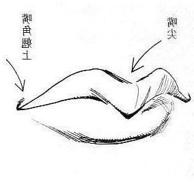 嘴尖 面相